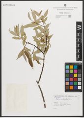 Foto von Salix neotricha Goerz
